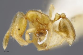 Media type: image;   Entomology 520507